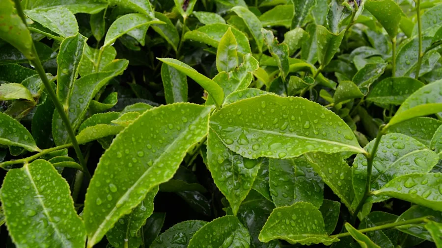 Close-up of fresh green tea leaves being examined for quality and freshness