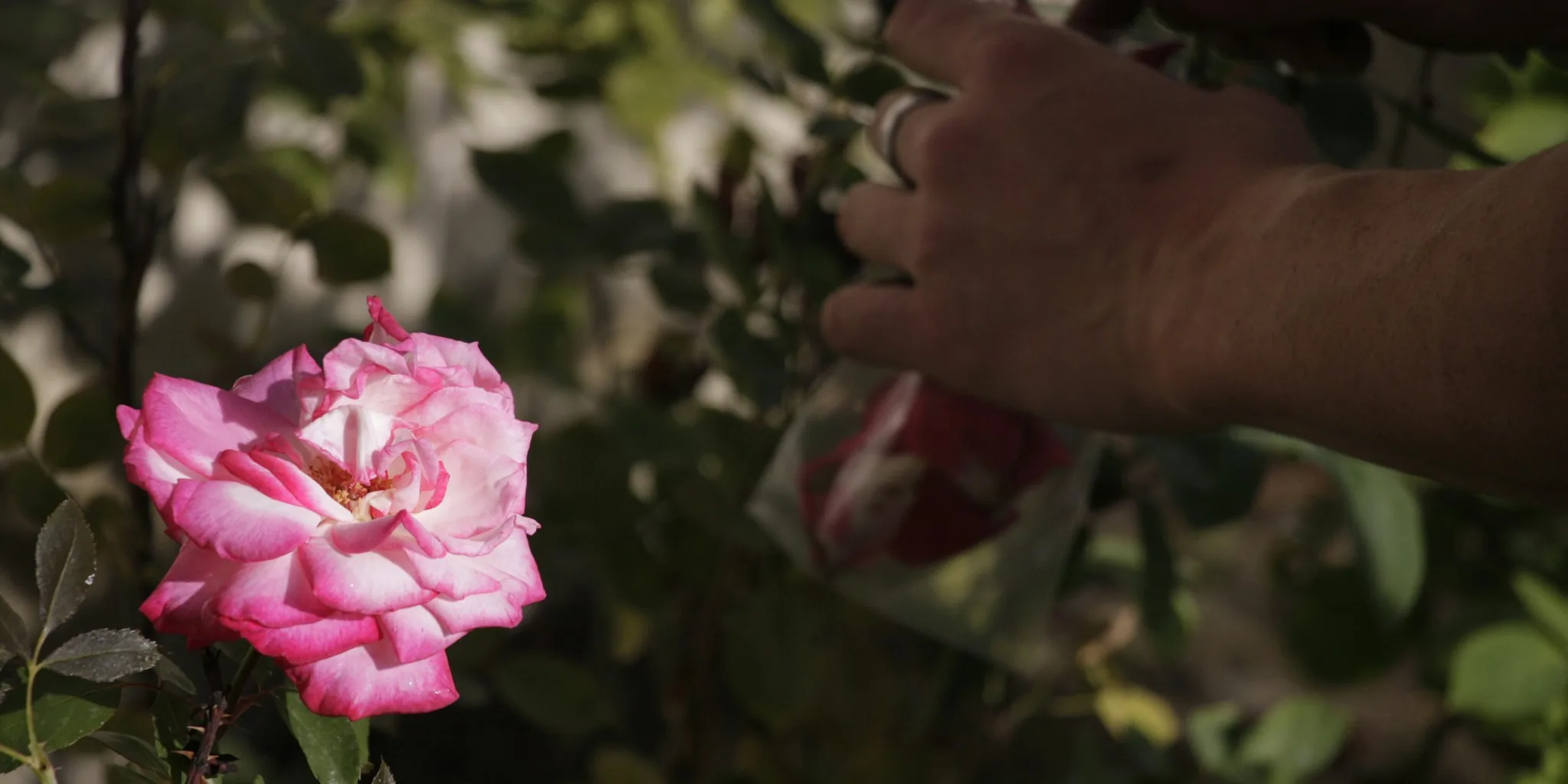 The 6 Best Garden Pruners
