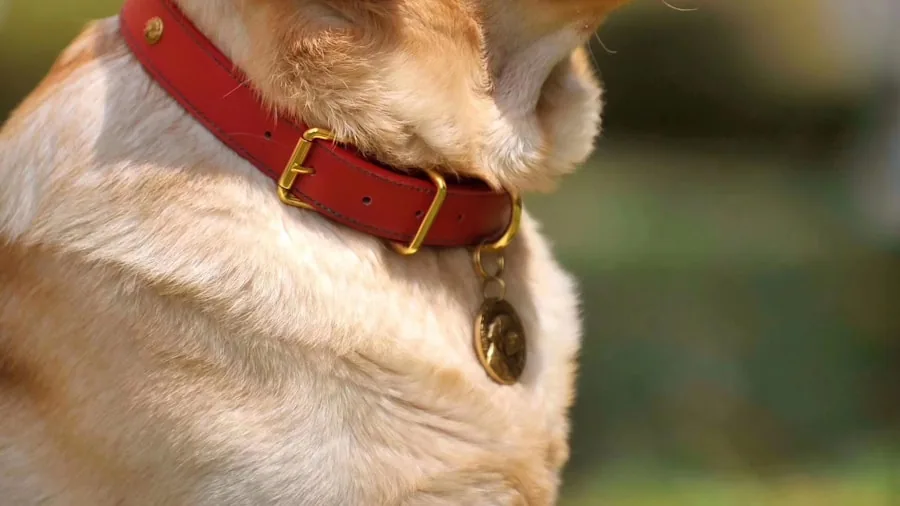 Close-up of properly fitted dog collar with two fingers fitting between collar and dog's neck