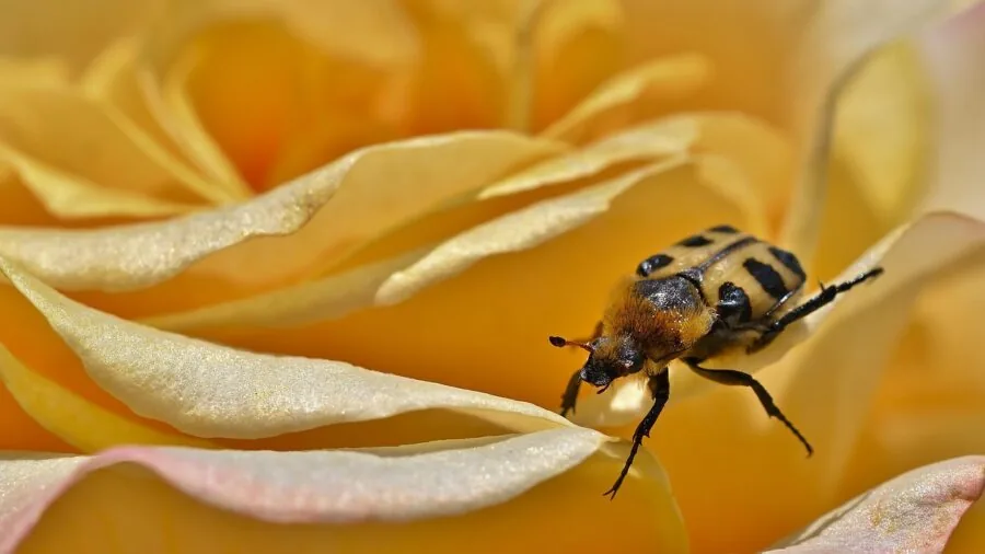 August Rose Sucker Removal Saves Your Blooms What Shoppers Should Know 2 close up rose graft union bulge