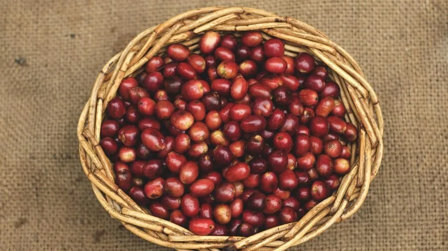 Climate Crisis Sparks Switch to Excelsa Coffee: What Buyers Should Know 3 coffee beans harvest collection