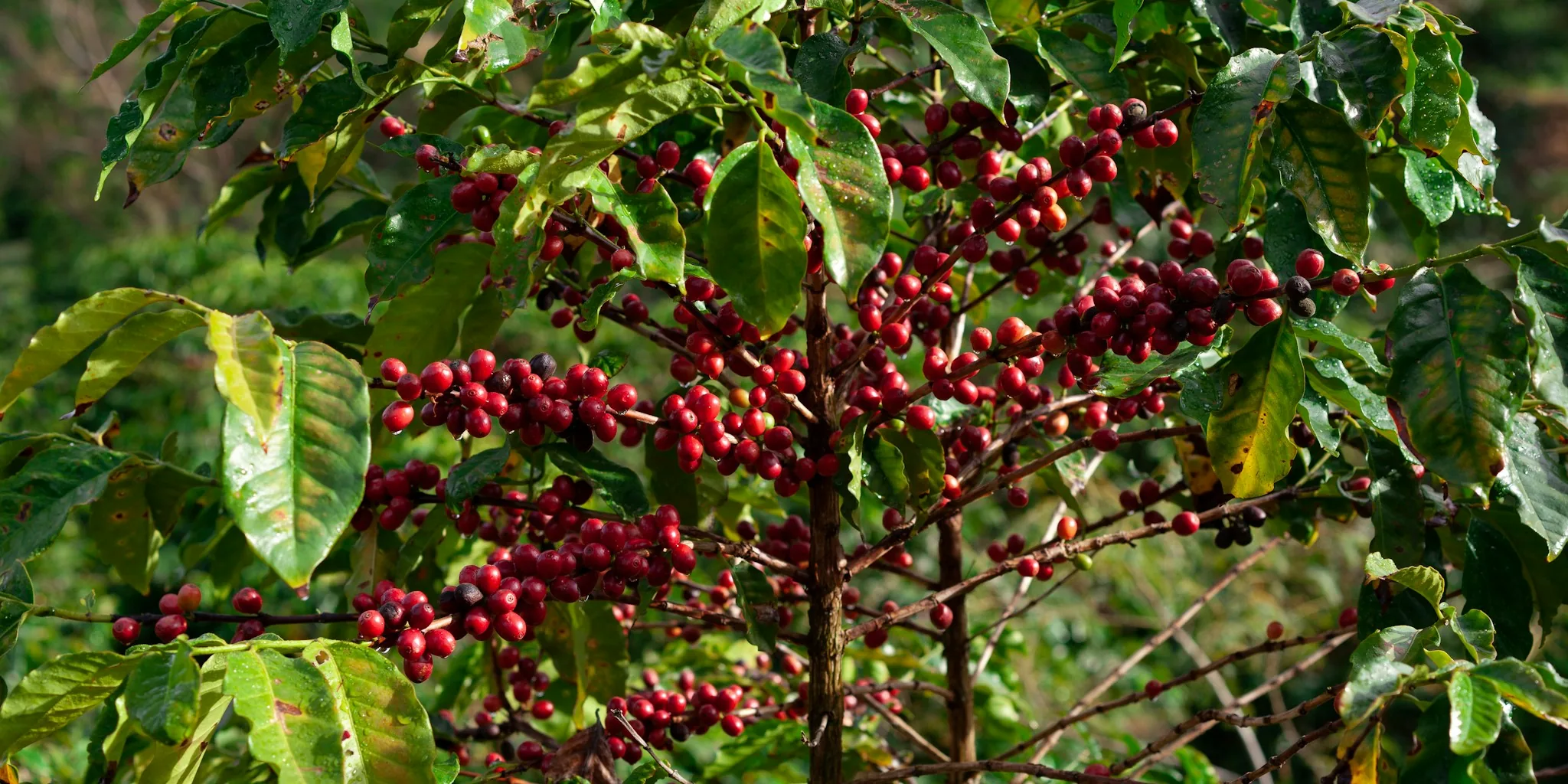 UN Backs International Coffee Day: US Says No