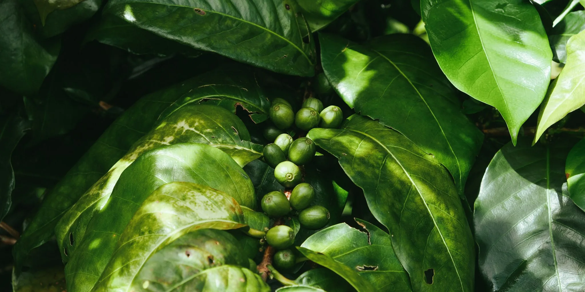 How Yemen's Red Sea Crisis Is Driving up Your Coffee Prices