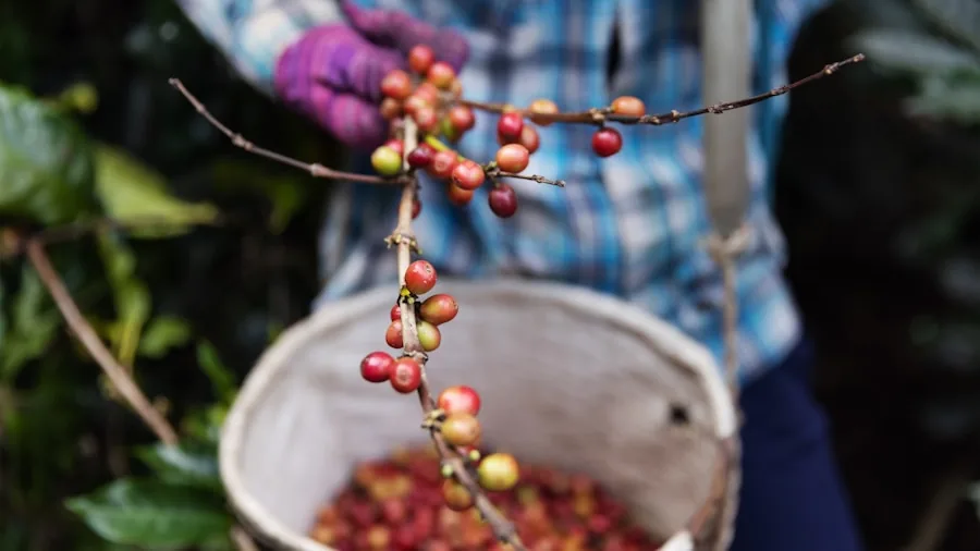 New EU Deforestation Rules Are Changing How Coffee Gets Grown and What It Means for Your Beans 3 coffee beans harvest workers