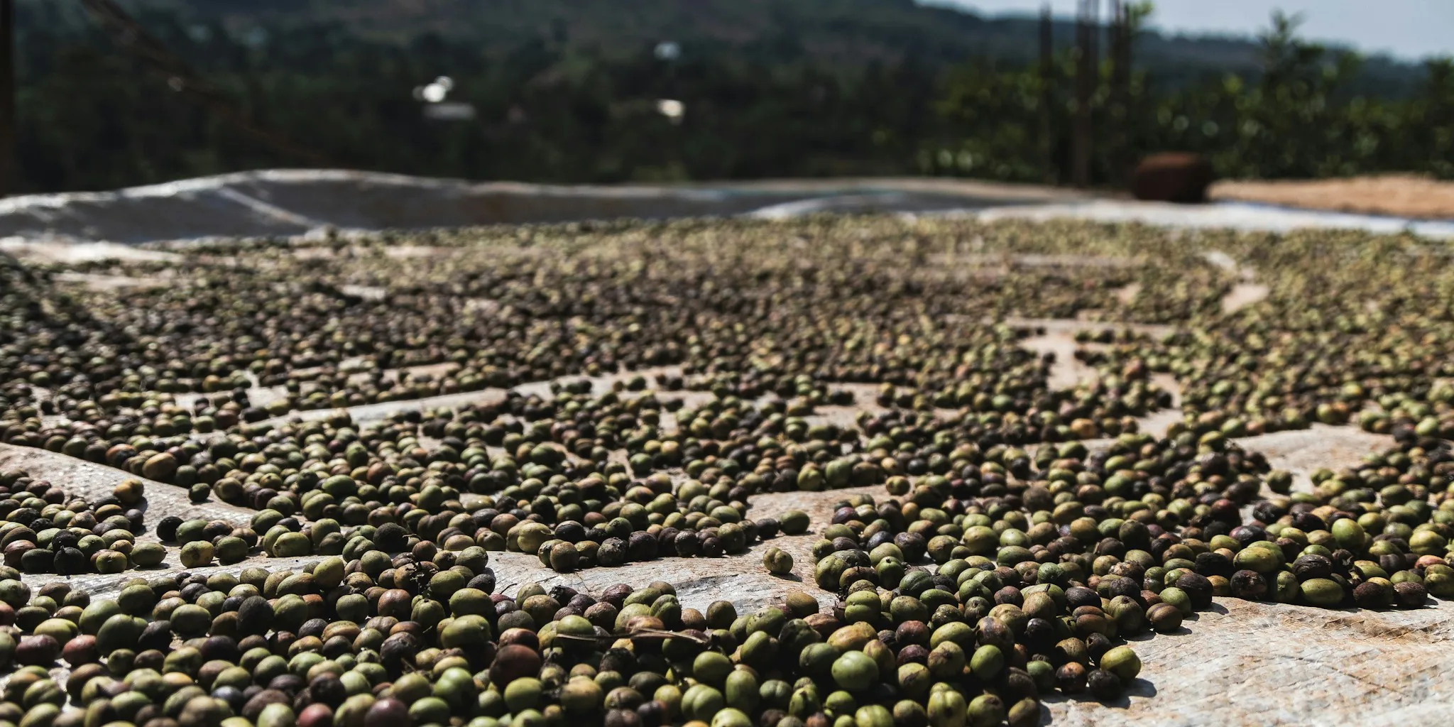 Hurricane Lala Devastates Hawaii Coffee Crops