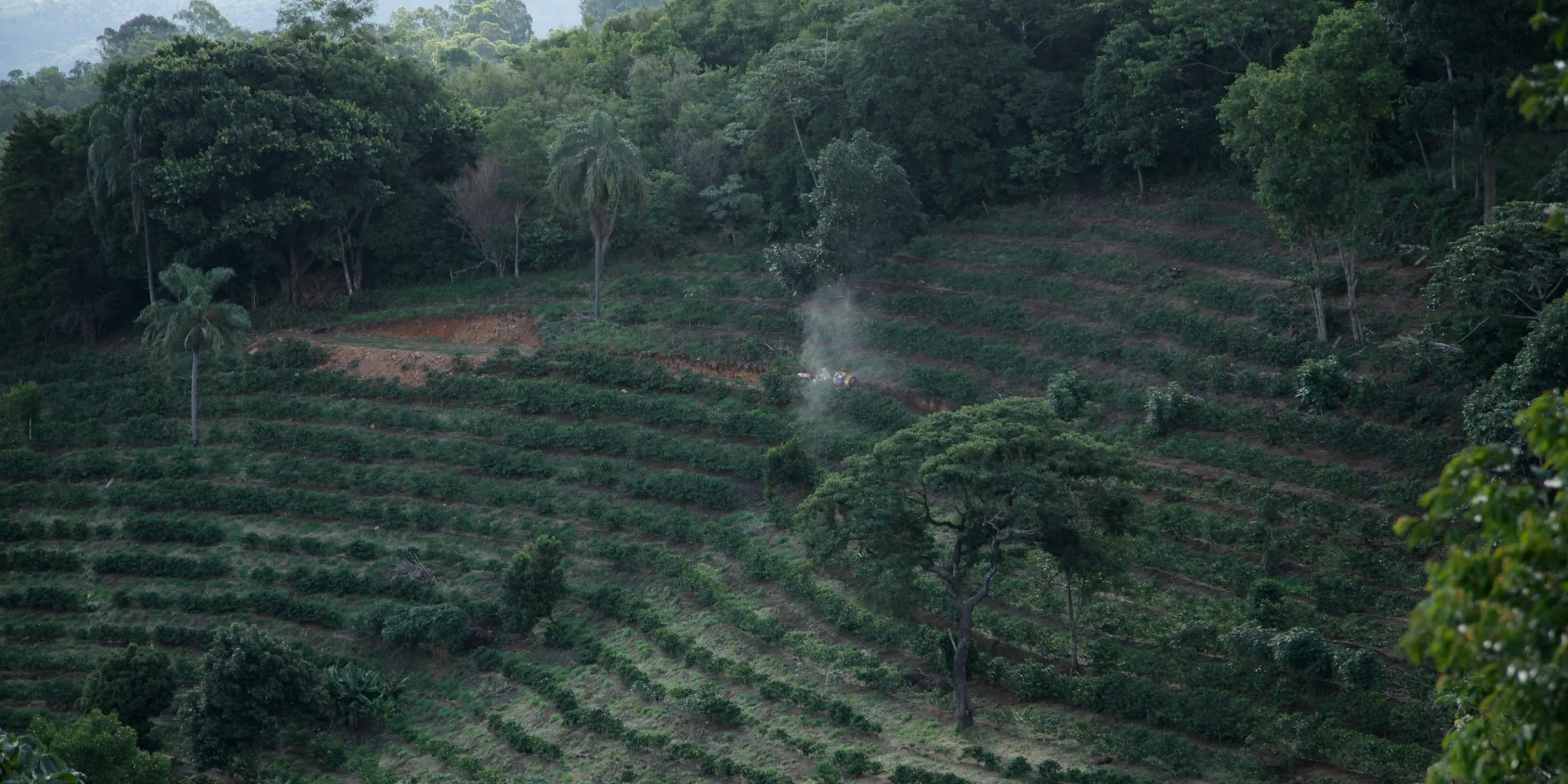EU Coffee Rules Change What You Buy