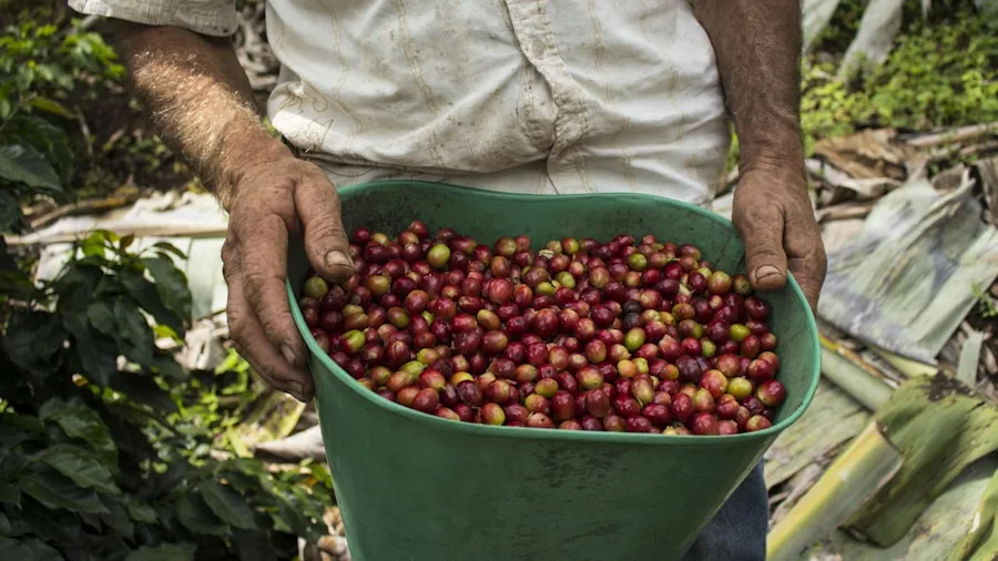 Colombia Earthquake Disrupts Coffee Supply: What Shoppers Need to Know 2 coffee farm harvest workers