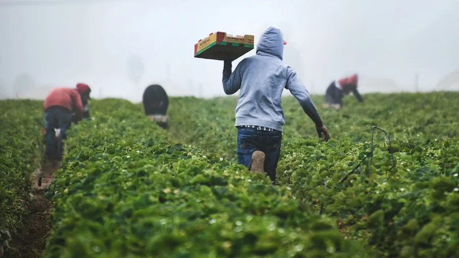 coffee farm workers harvest season