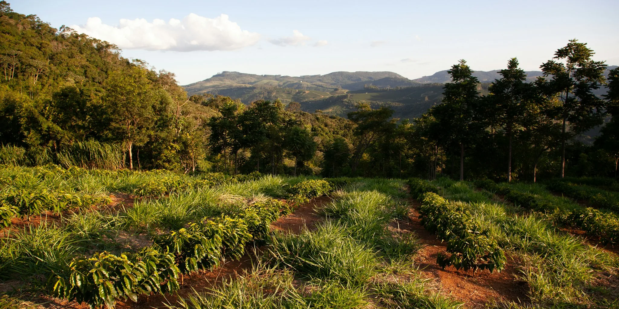 How Indonesian Farmers Grow Coffee While Protecting Forests