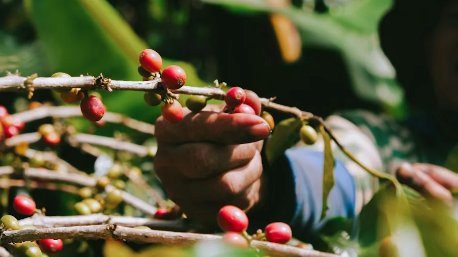 2027 Coffee Roaster Awards Finalists Announced: What Shoppers Should Know 2 coffee farmer harvest plantation