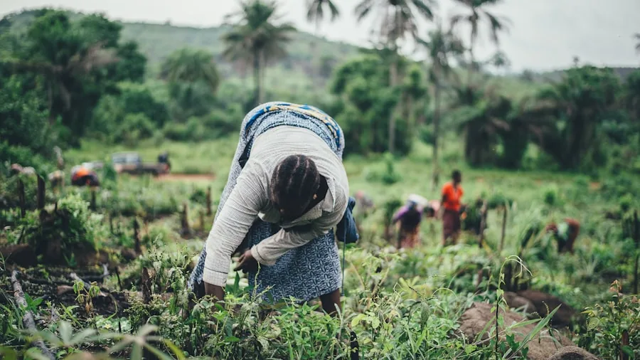 coffee farmer harvesting beans