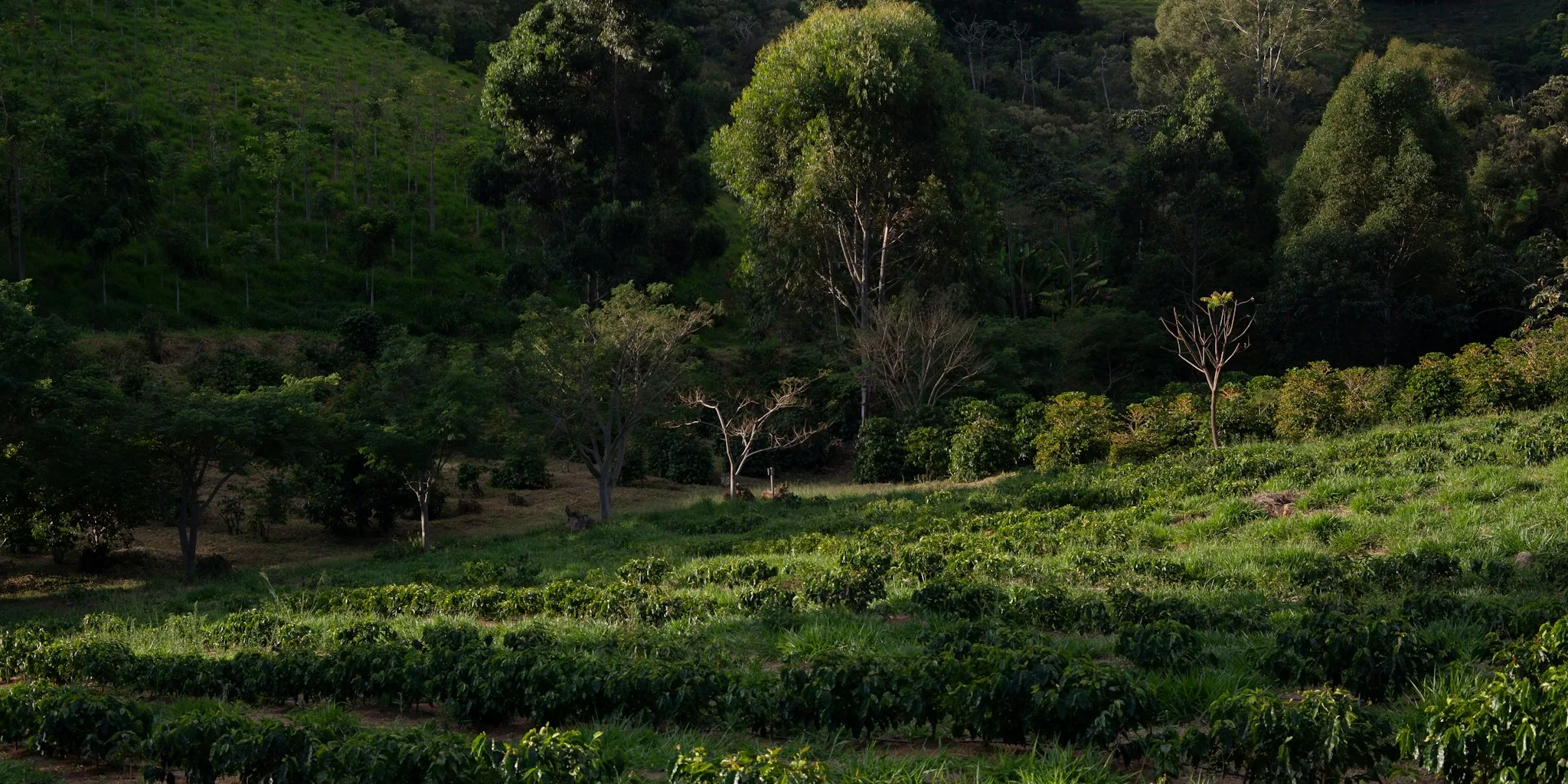 Honduras Coffee Faces EU Compliance Pressure in 2027