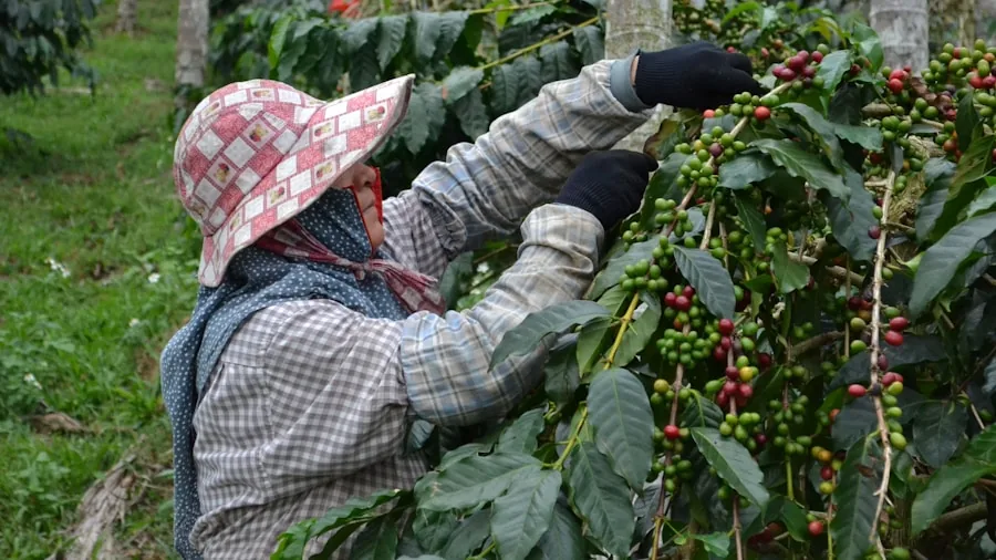 Bird-Friendly Coffee Landscapes Require Forest Protection Alongside Shade Grown Beans 3 coffee farmer shade trees