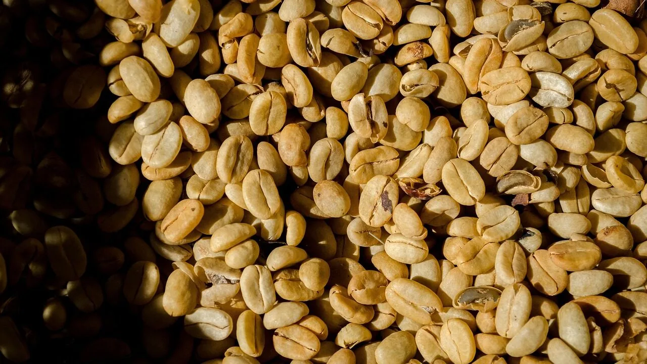 EU Coffee Rules Transform Farming Practices