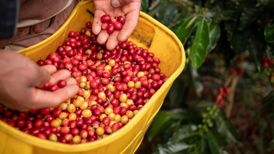 New Coffee Sourcing Model Launches in Kansas City: What Buyers Should Know 3 coffee farmers origin inspection