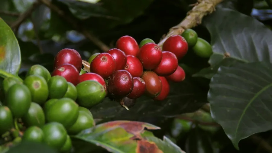 UN Officially Recognizes International Coffee Day: What It Means for American Coffee Shoppers 3 coffee farmers sustainable agriculture