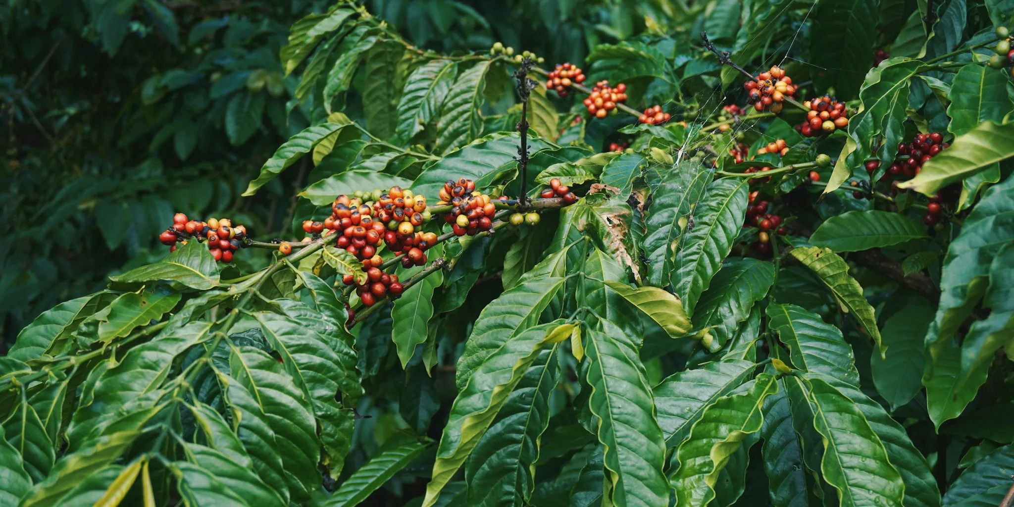 Climate-Resilient Coffee Species Are Going Mainstream