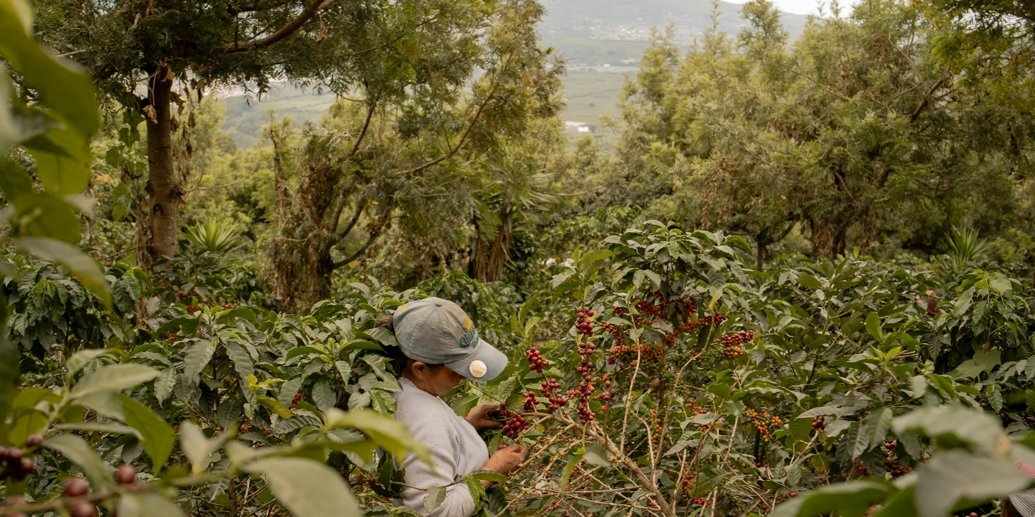 What Regenerative Coffee Farming Means for Farmer Incomes