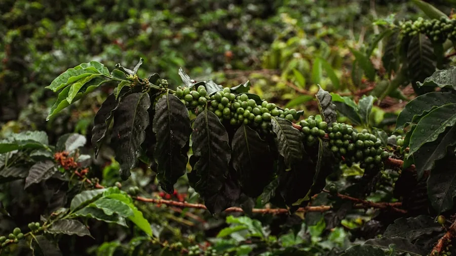 coffee harvest season operations