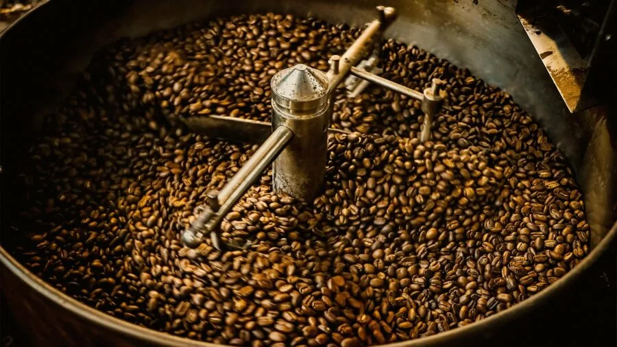 coffee harvesting production field