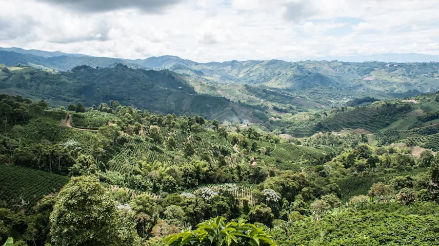 coffee plant origins landscape