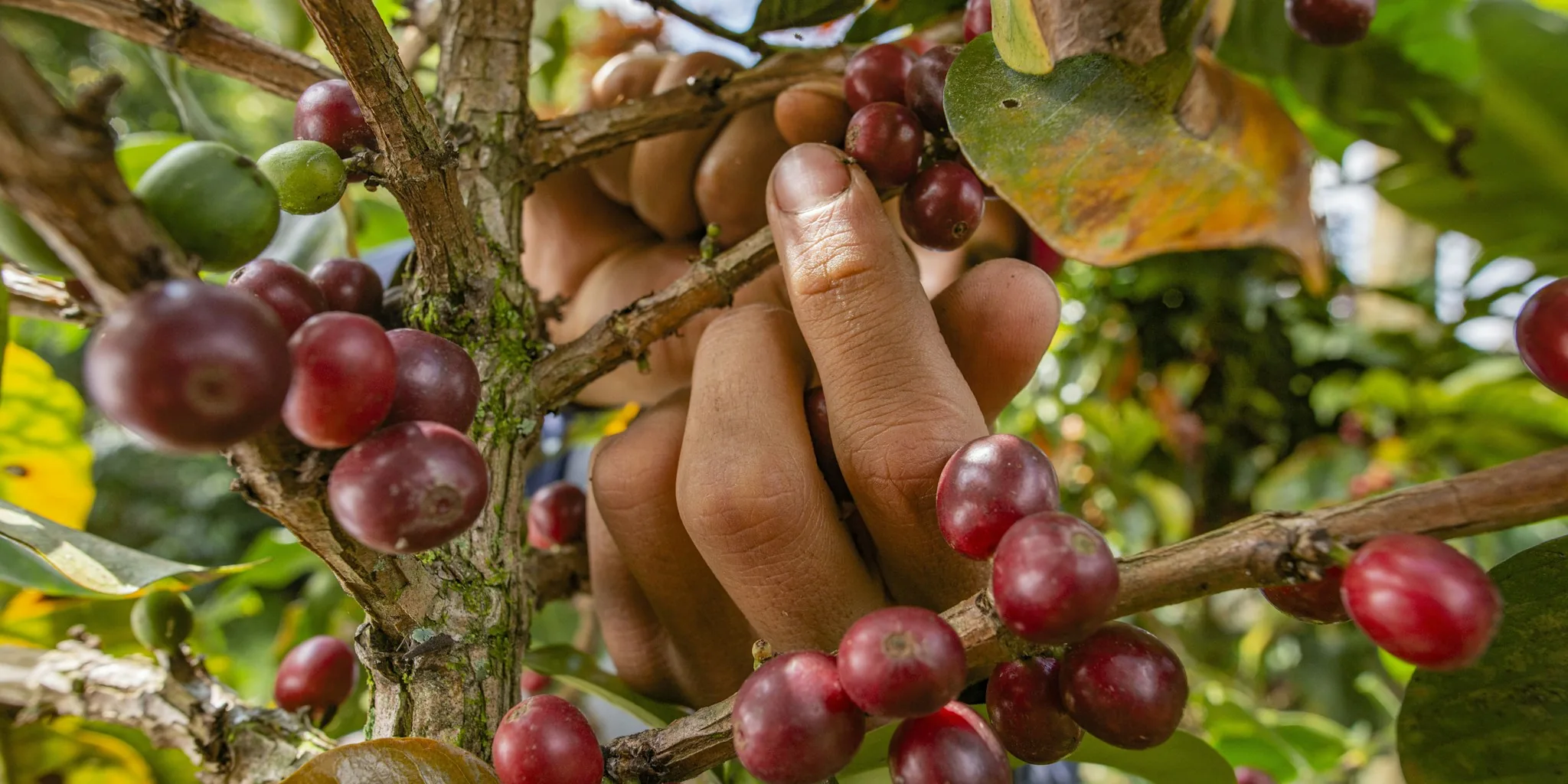 Coffee Industry Adopts New Resilience Strategy