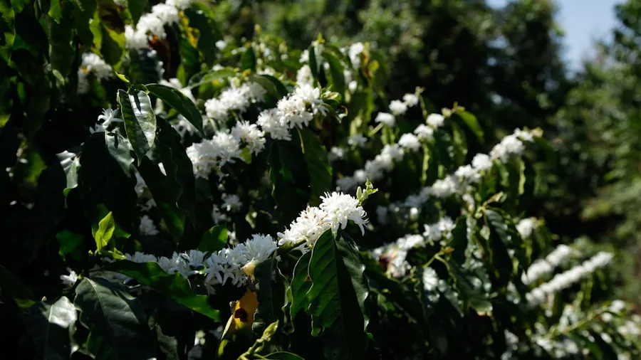 Coffee Investment Scam Exposes Risks: What Shoppers and Investors Need to Know 3 coffee plantation farmland