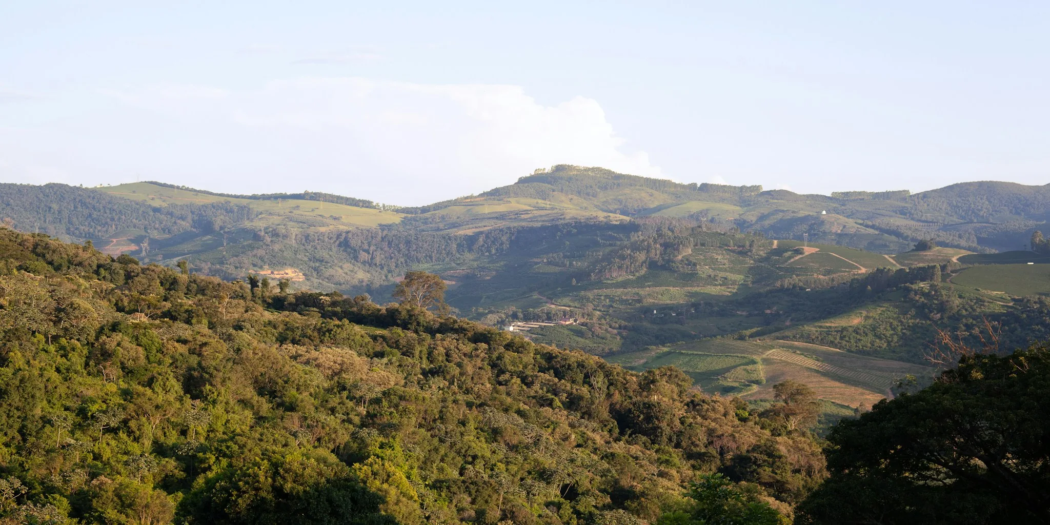 Colombia Earthquake Disrupts Global Coffee Supply Chain