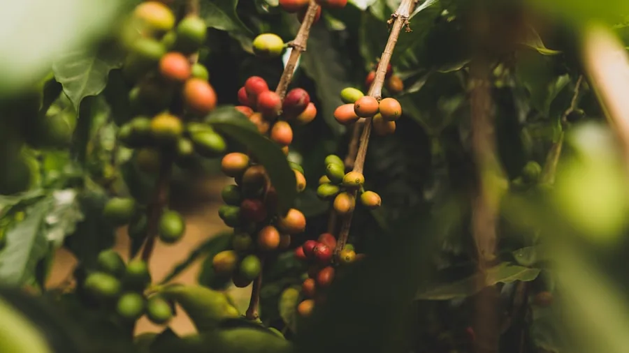 New EU Deforestation Rules Are Changing How Coffee Gets Grown and What It Means for Your Beans 2 coffee plants shade trees sustainable agriculture