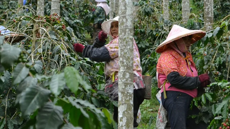 Coffee Industry Shifts: What Shoppers Need to Know About Origin Roasting and Labor Changes 2 coffee workers harvest plantation