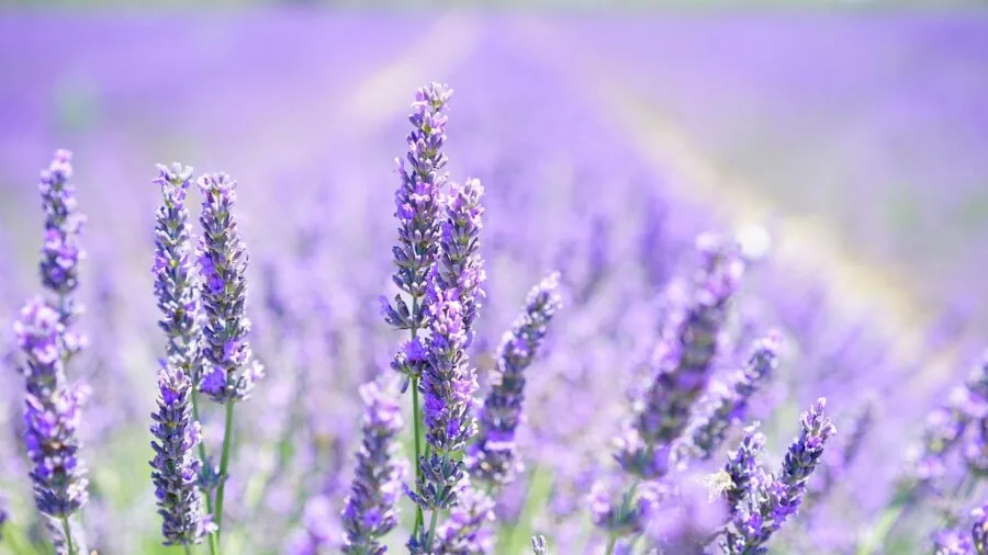 Lavender Plant Varieties for Every USDA Zone: A Buyer's Guide to Growing Success 2 cold climate garden munstead lavender