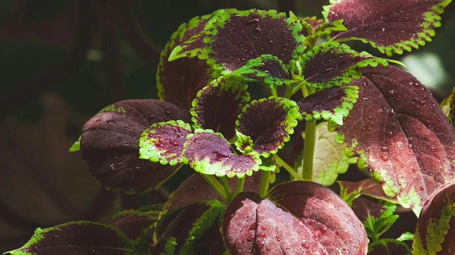 Bring Your Coleus Indoors Before Winter: What Shoppers Need to Know About Overwintering 2 coleus cuttings water propagation