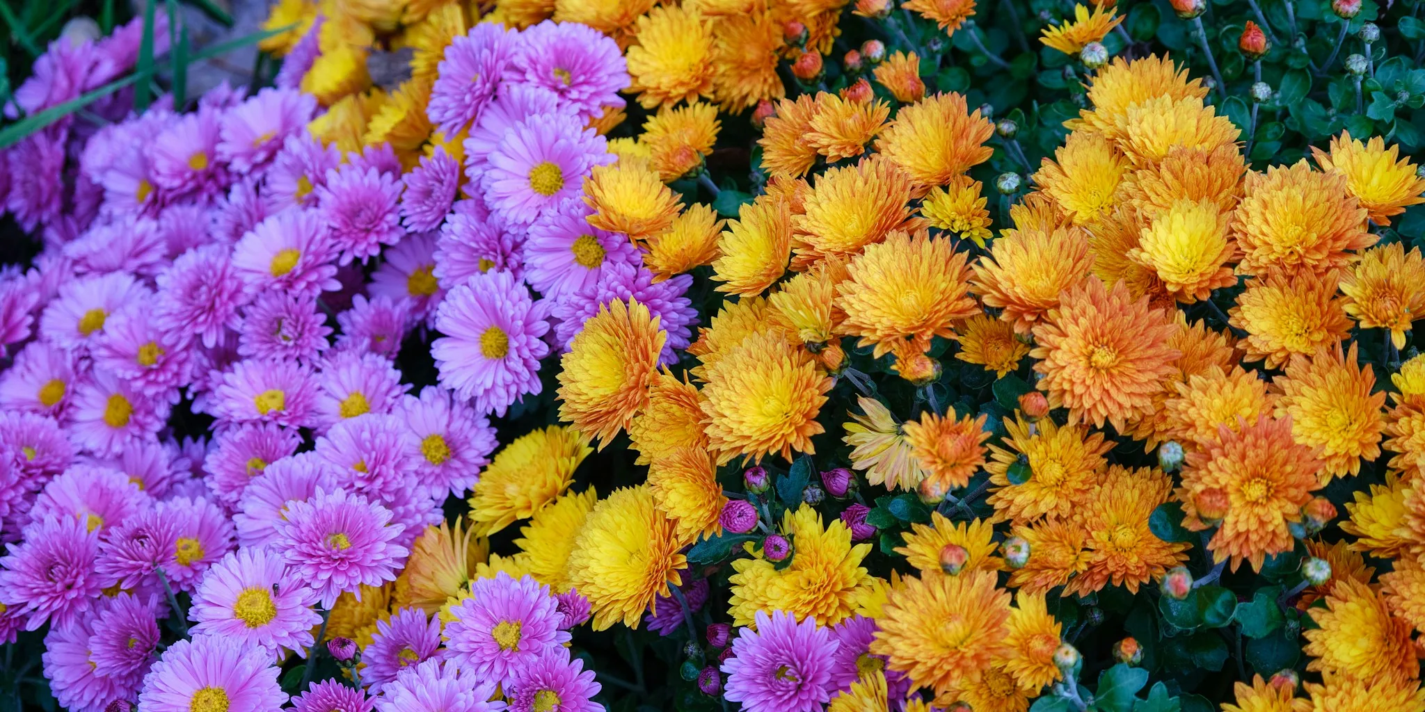 Asters Are Replacing Mums as Fall's Best Flower
