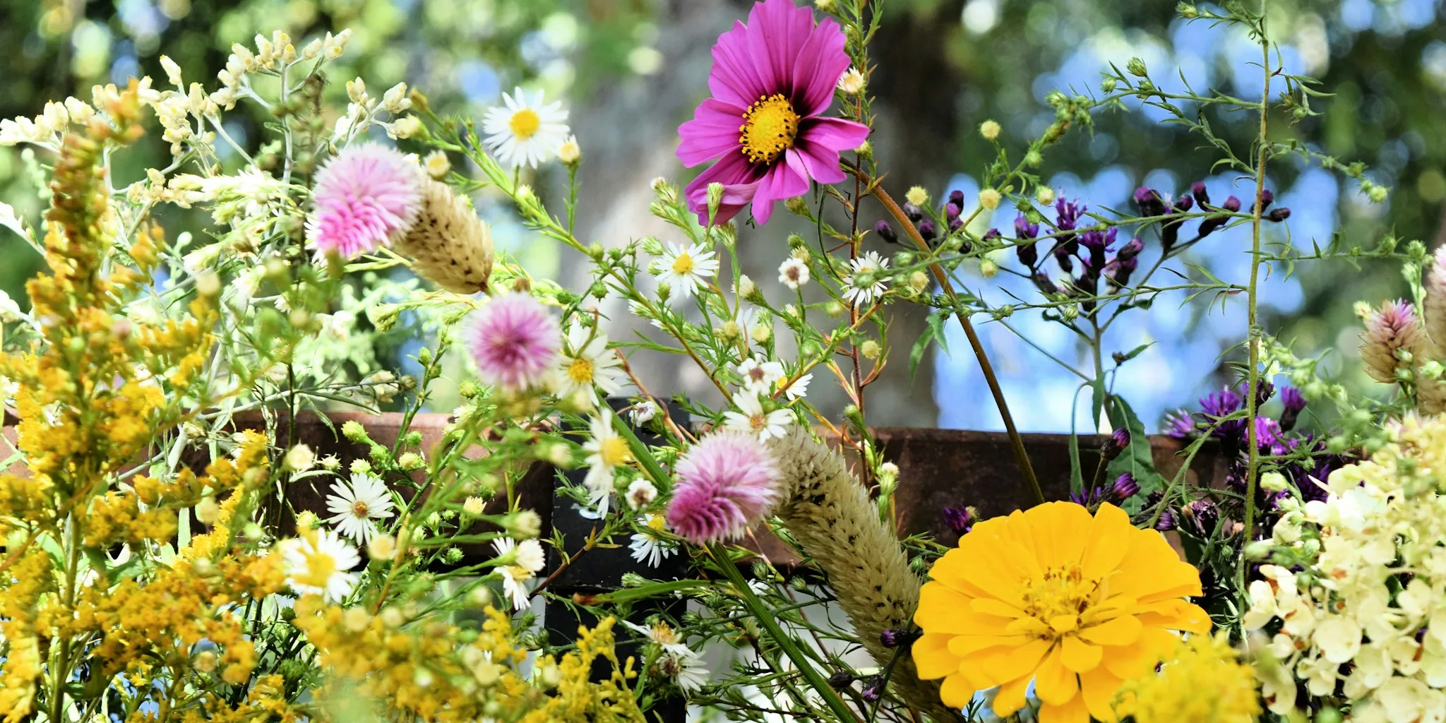 August is the Best Time to Plant Fast Growing Garden Flowers for Fall Color