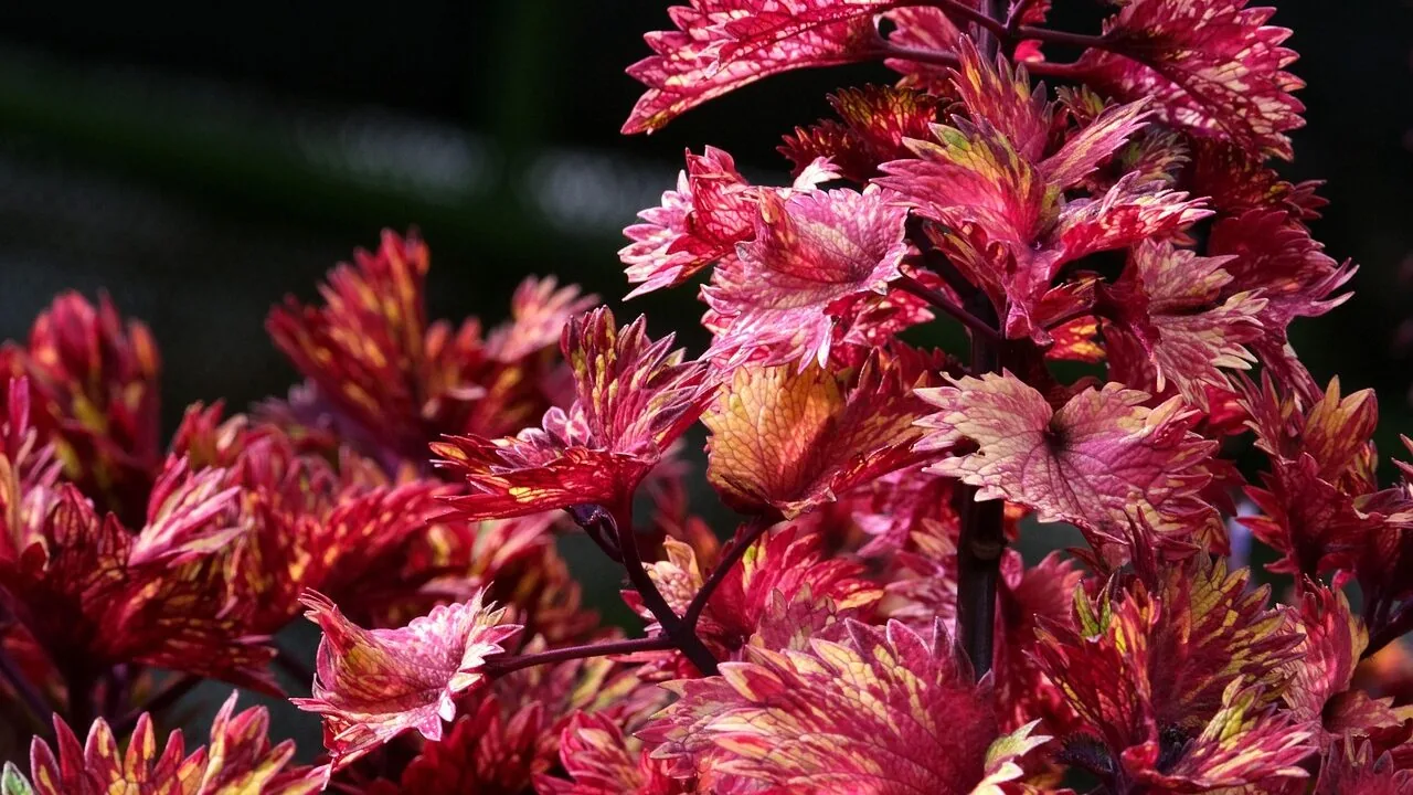 Overwinter Your Coleus Plants Indoors This Fall