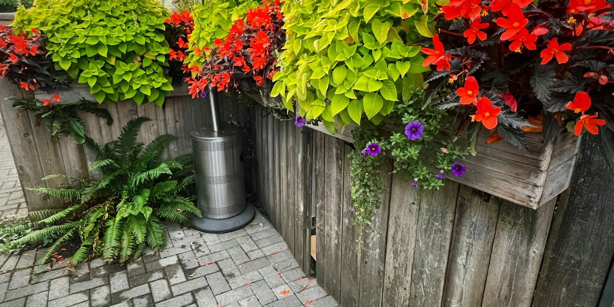 5 Container Plants for Instant Summer Refresh