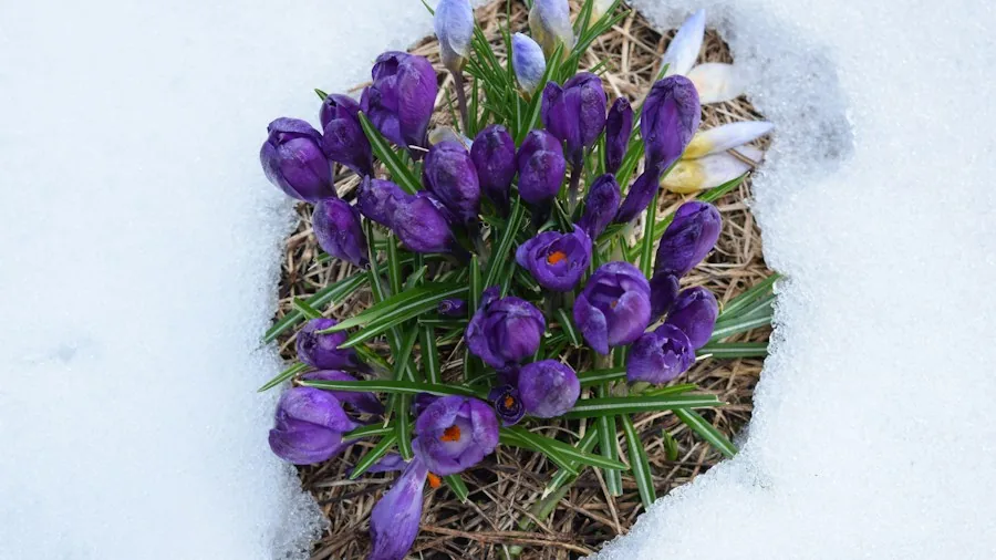 colorful crocus blooms snow ground