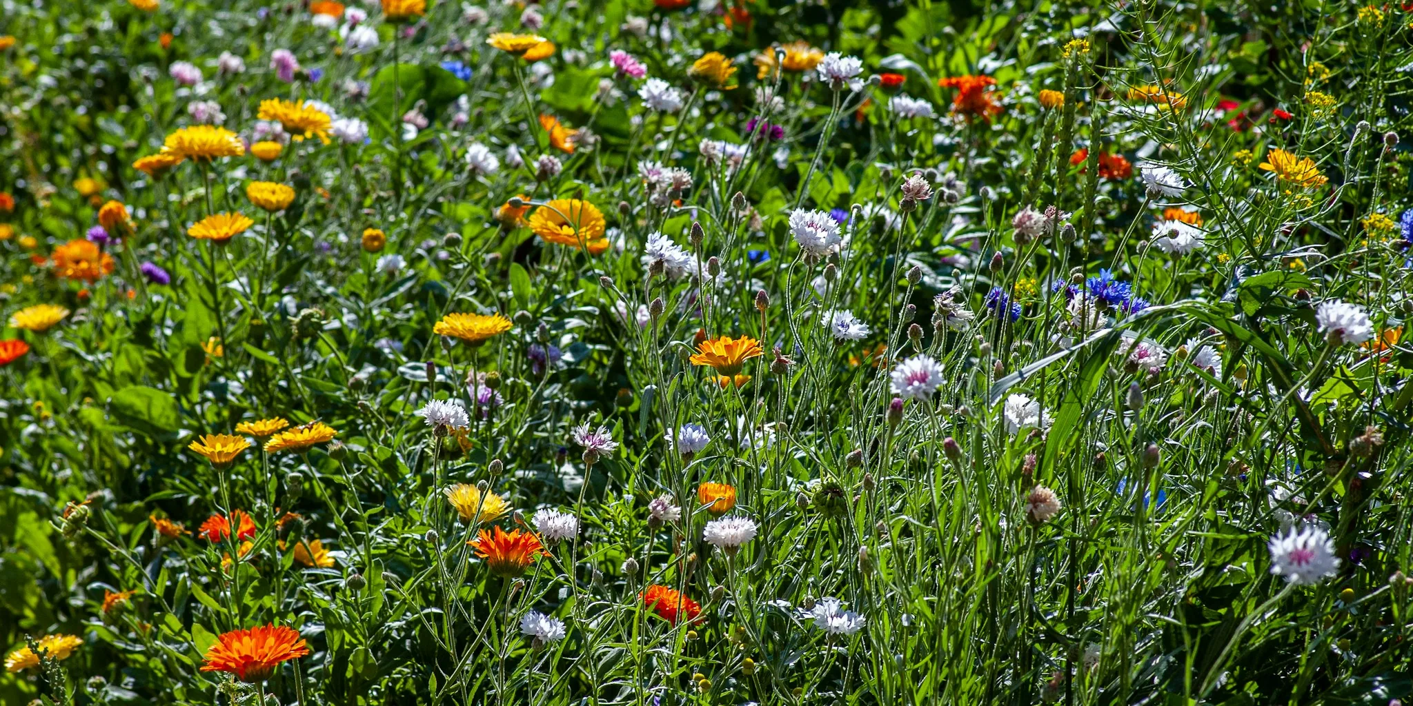 7 Flowers That Bloom into October