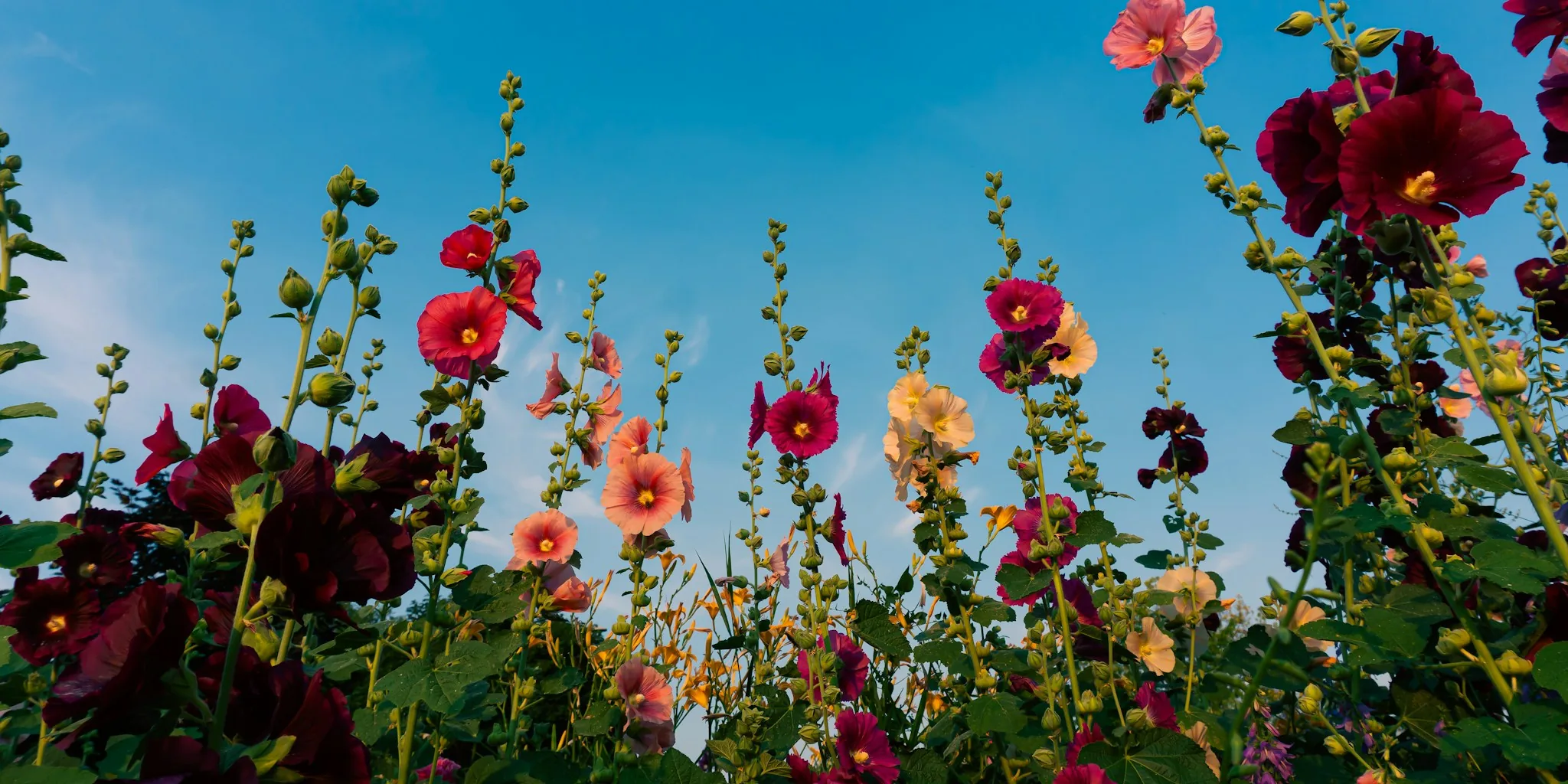 Five Heat-Loving Flowers That Thrive in Extreme Summer Conditions