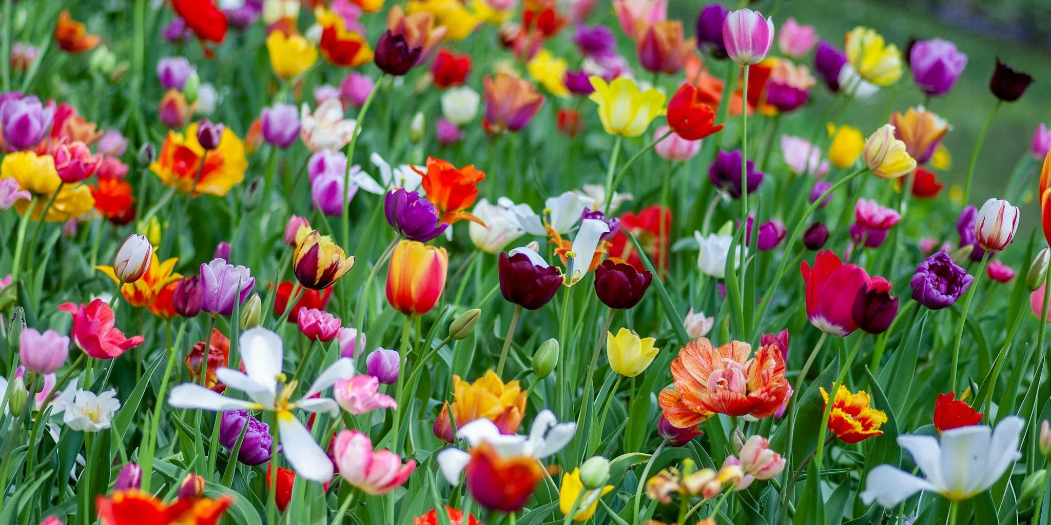 Five Garden Flowers That Self-Seed Too Aggressively