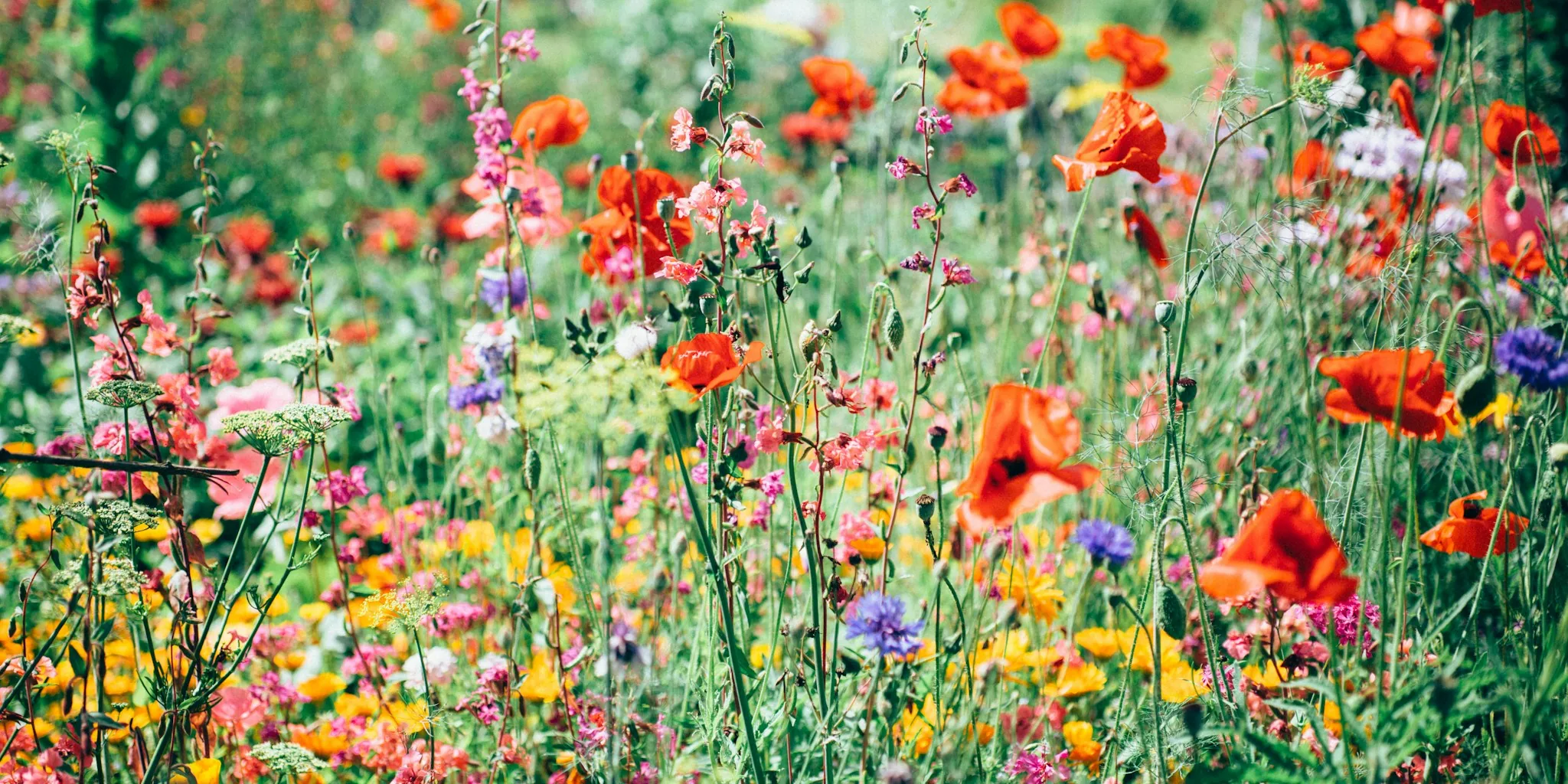 6 Drought-Tolerant Flowers for Hot Summers