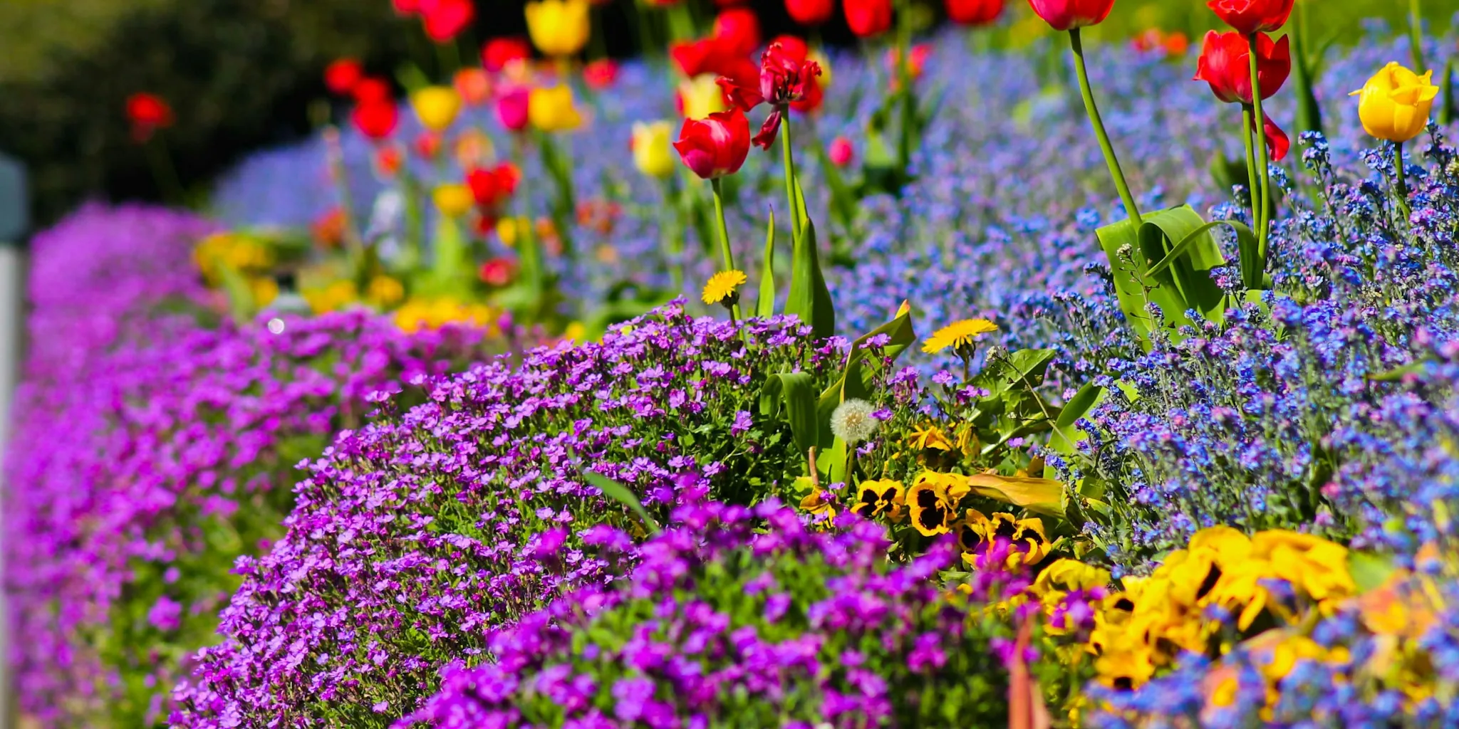 New Groundcover Plant Varieties Now Available