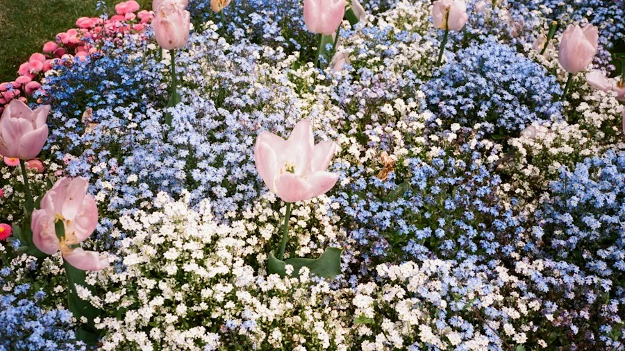 colorful layered garden beds pink blue
