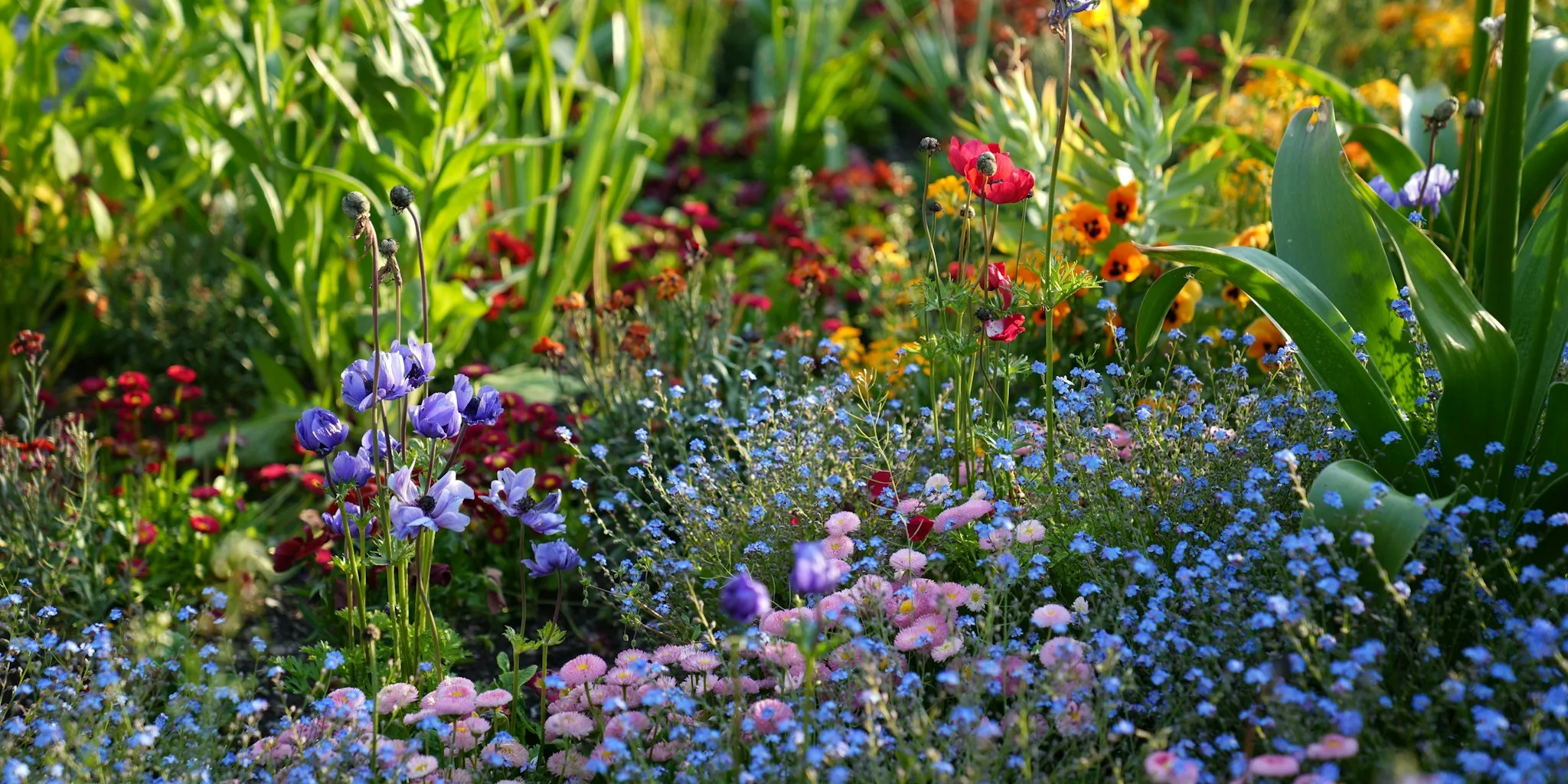 8 Heat Tolerant Perennials to Plant in July