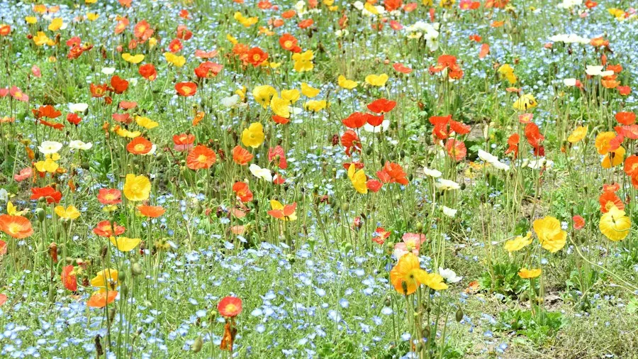 Fall Garden Seed Sowing Guide: 8 Low-Effort Flowers Shoppers Should Plant Now 2 colorful poppy flowers blooming