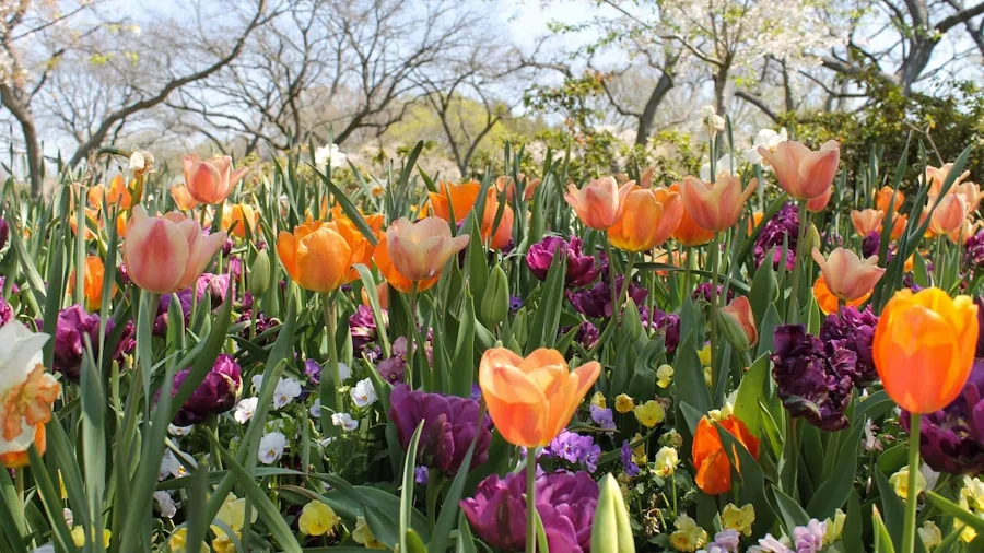 New Fall Bulb Varieties Hit Shelves in August: What Shoppers Should Know 2 colorful tulips and daffodils blooming