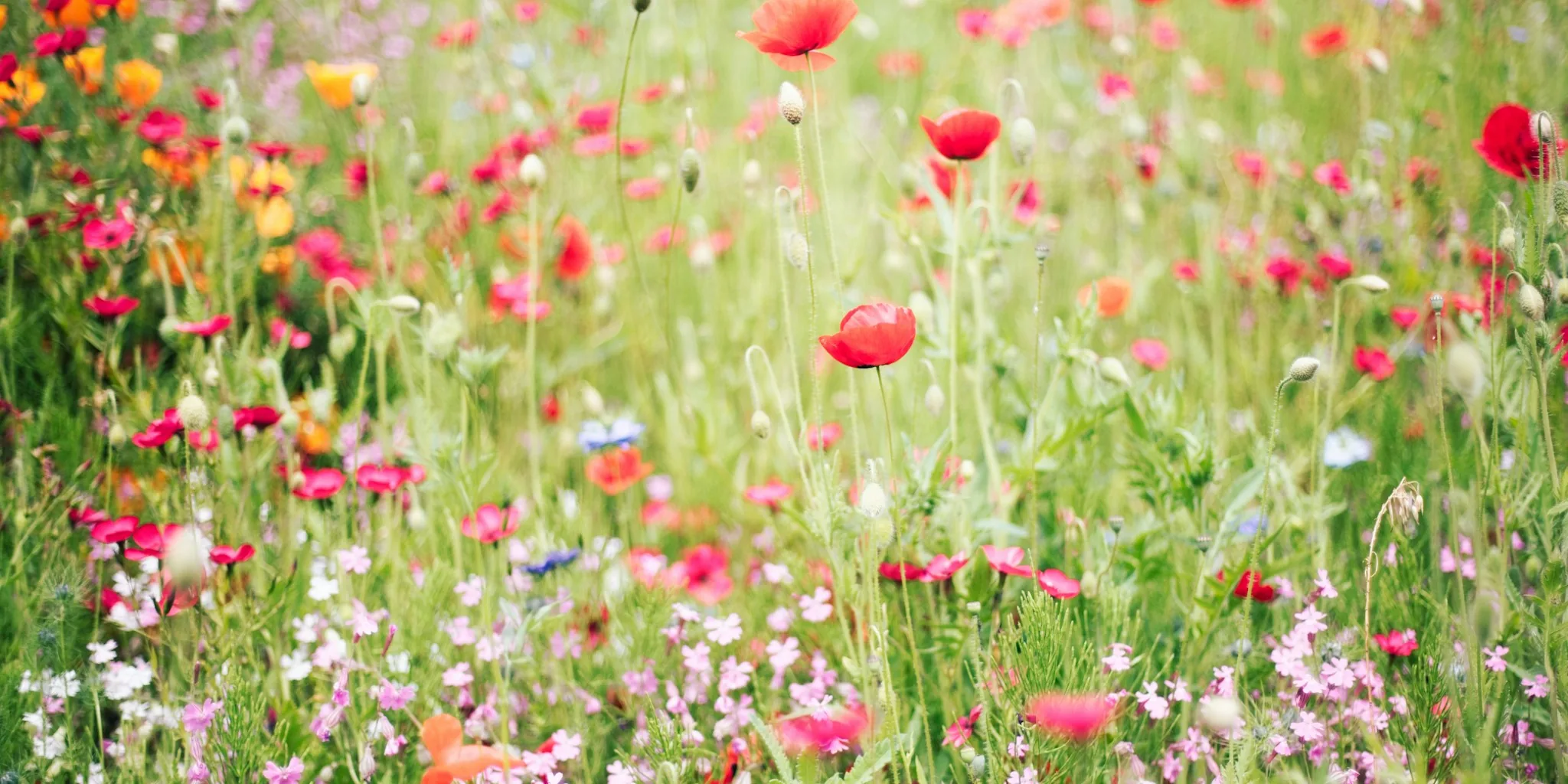 Replace Your Lawn with a Wildflower Meadow