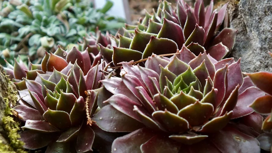 compact dwarf garden plants