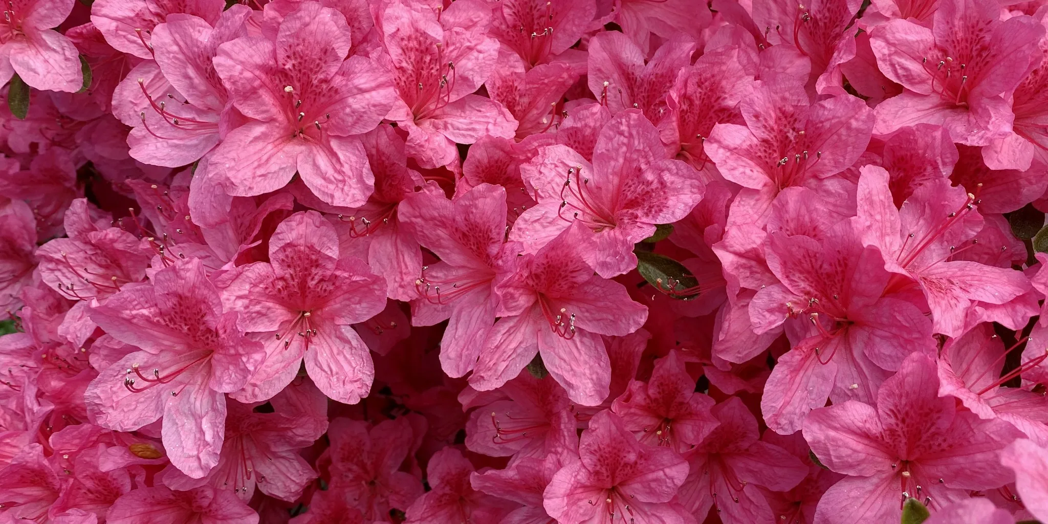 Plant Compact Flowering Shrubs in Fall: What Buyers Should Know for Spring Color