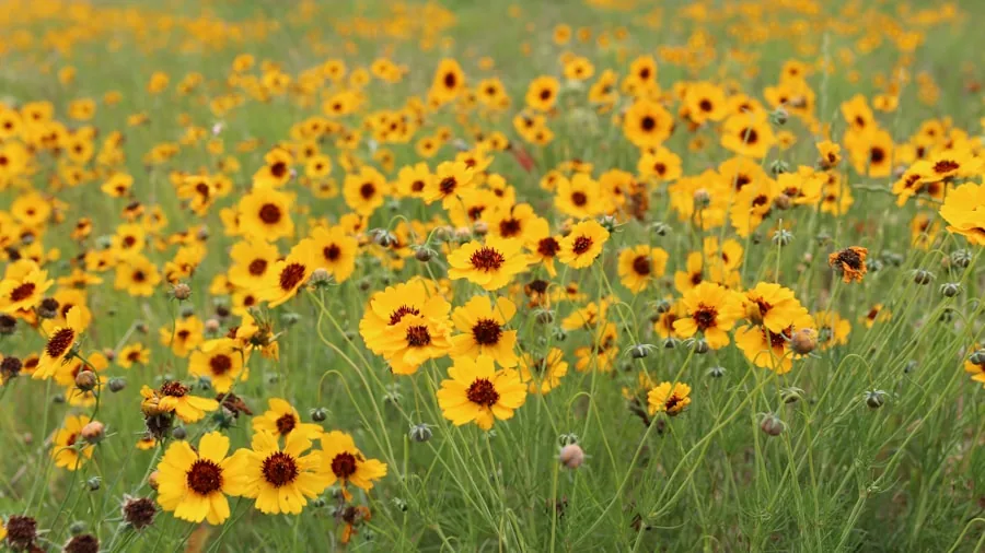 July Perennial Planting Deadline: 8 Heat Tolerant Plants Buyers Should Know 2 coneflower black eyed susan native flowers